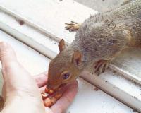 one of the squirrels by the back door
