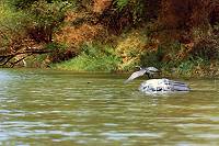 Grey heron on the Limpopo