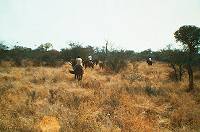 Trotting into the bush