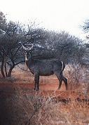 Waterbuck at Stevensford