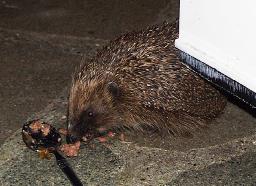 Spike at our back door