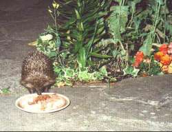 Spike eats from plate