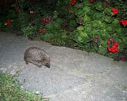 Spike runs down path