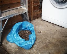 Spike has an extra snooze in our shed