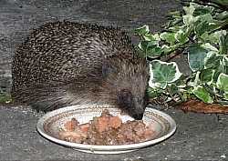 Spike eats from plate again