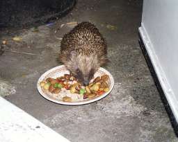 Spike eats at back door